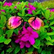 Pink Lens Aviators
